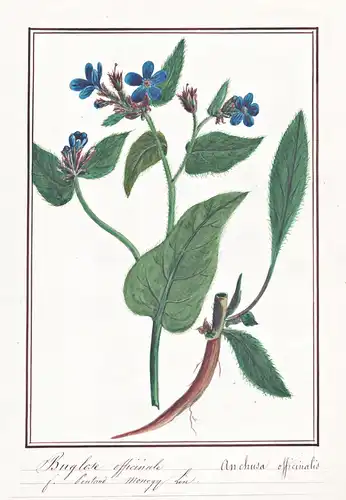 Buglose officinale = Anchusa officinalis - Gemeine Ochsenzunge common bugloss or alkanet / Botanik botany / Bl