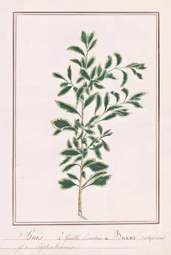 Buis a feuilles Sanachees / Buxus sempervirens - Buchs Buchsbaum boxwood box / Botanik botany / Blume flower /