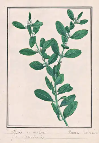 Buis de mahon / Buxus Balearic - Buchs Balearen-Buchsbaum Balearic boxwood box / Botanik botany / Blume flower