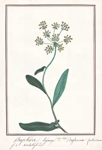 Bupleure ligneux / Bupleurum fruticosum - Strauchiges Hasenohr shrubby hare's ear / Botanik botany / Blume flo