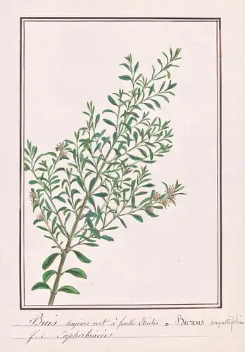 Buis toujours vert a feuilles Etroites / Buxus angustifolia - Buchs Zwerg-Buchsbaum boxwood box / Botanik bota