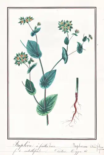 Bupleure a feuilles Rondes / Bupleurum rotundifolium - Rundblättriges Hasenohr hare's ear / Botanik botany / B