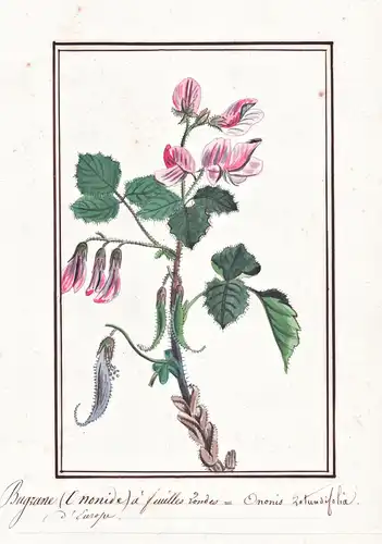 Bugrane (Ononide) a feuilles Rondes / Ononis rotundifolia - Rundblättrige Hauhechel round-leaved restharrow /