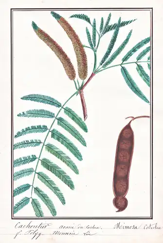 Cachoutier acacie du Cachon / Mimosa catechu - Gerber-Akazie Katechu kher catechu, cachou, cutchtree, black cu