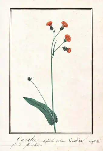 Cacalie a feuilles hastee / Cacalia sagittata - Orangerote Emilie / Botanik botany / Blume flower / Pflanze pl
