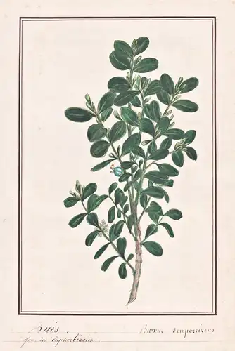Buis / Buxus sempervirens - Buchs Buchsbaum boxwood European box / Botanik botany / Blume flower / Pflanze pla