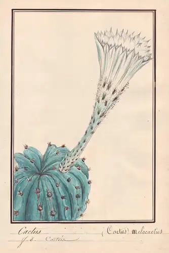 Cactus / (Cactus) Melocactus - Kaktus / Botanik botany / Blume flower / Pflanze plant