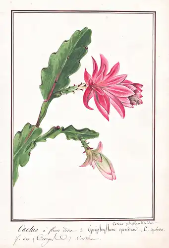 Cactus a fleurs Loser / Epiphyllum Speciosum - Disocactus sun cactus Kaktus cactus / Botanik botany / Blume fl