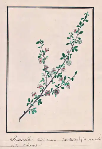 Busserolle raisin d'ours = Arctostaphylos uva ursi - Bärentraube Kinnikinnick / Botanik botany / Blume flower