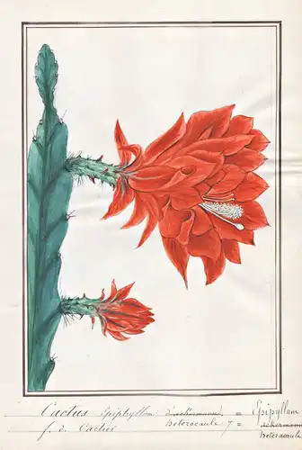 Cactus Epiphyllum heterocaule = Epiphyllum heterocaule - climbing cacti, orchid cacti, leaf cacti cactus Kaktu
