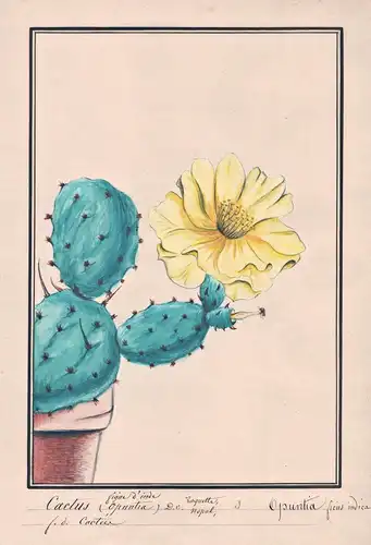 Cactus figue d'inde / Opuntia ficus indica - Kaktusfeigen fig opuntia Kaktus cactus / Botanik botany / Blume f