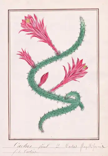 Cactus fouet = Cactus flagelliformis - Aporocactus Kaktus rattail cactus / Botanik botany / Blume flower / Pfl