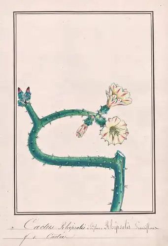 Cactus Rhipsalis / Rhipsalis Grandiflora - Kaktus cactus / Botanik botany / Blume flower / Pflanze plant