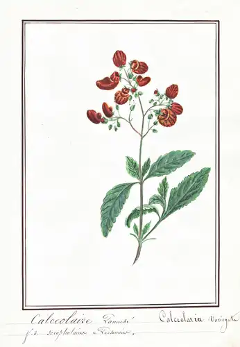 Calceolaire Panache / Calceolaria variegata - Pantoffelblume lady's purse slipper flower / Botanik botany / Bl
