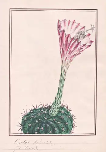 Cactus - Kaktus / Botanik botany / Blume flower / Pflanze plant