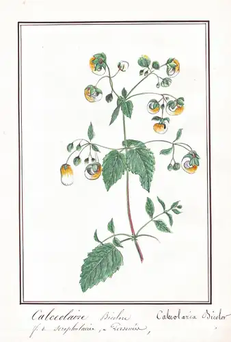 Calceolaire Bicolore / Calceolaria Bicolor - Pantoffelblume lady's purse slipper flower / Botanik botany / Blu