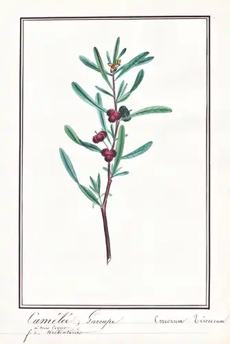 Camelee Garoupe / Cneorum Tricoccun - Zwergölbaum spurge olive / Botanik botany / Blume flower / Pflanze plant