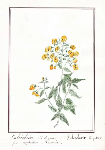Calceolaire en Corymbe / Calceolaria Corymbosa - Pantoffelblume lady's purse slipper flower / Botanik botany /