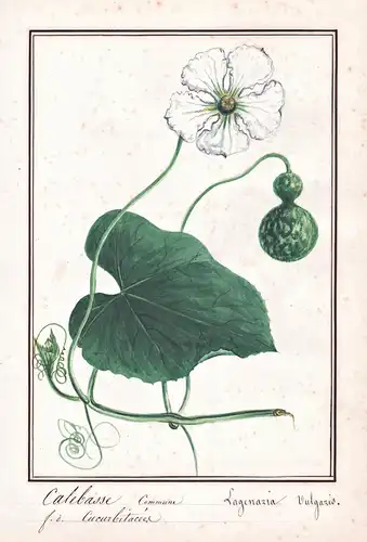 Calebasse commune / Lagenaria vulgaris - Flaschenkürbis bottle gourd Calabash / Botanik botany / Blume flower