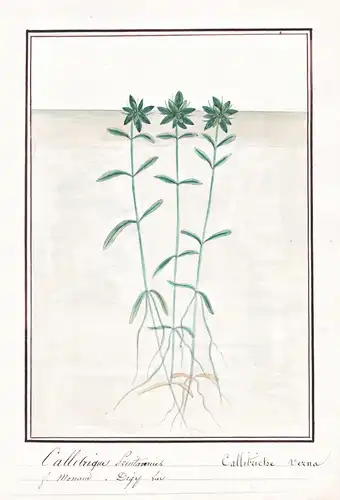 Callitrique ... / Callitriche verna - Sumpf-Wasserstern vernal water-starwort / Botanik botany / Blume flower