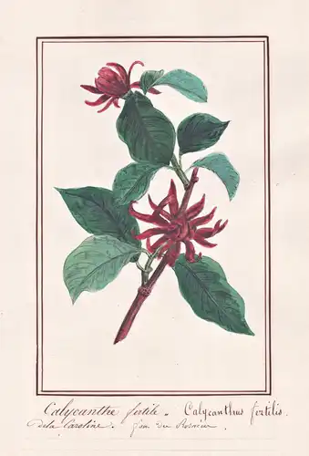 Calycanthe fertile / Calycanthus fertilis - Gewürzsträucher sweetshrub / Botanik botany / Blume flower / Pflan