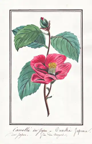 Camellie du Japon / Camellia Japonica - Japanische Kamelie Japanese camellia / Botanik botany / Blume flower /