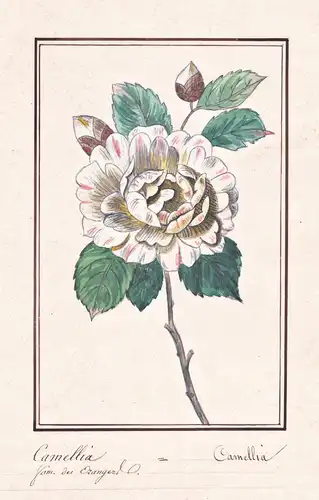 Camellia - Kamelie camellia / Botanik botany / Blume flower / Pflanze plant
