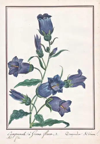Campanule a grosses fleurs / Campanula Medium - Marien-Glockenblume bellflower / Botanik botany / Blume flower