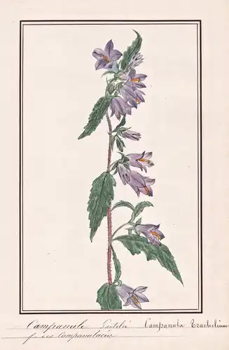 Campanule Gautelee / Campanula Trachelium - Nesselblättrige Glockenblume nettle-leaved bellflower / Botanik bo
