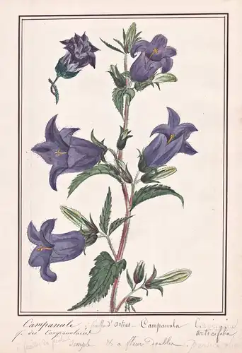Campanule / Campanula - Glockenblume bellflower / Botanik botany / Blume flower / Pflanze plant