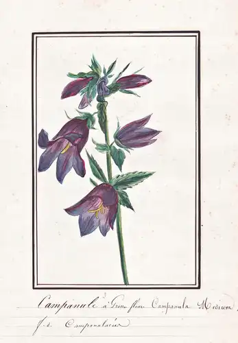 Campanule a grosses fleurs / Campanula Medium - Glockenblume bellflower / Botanik botany / Blume flower / Pfla