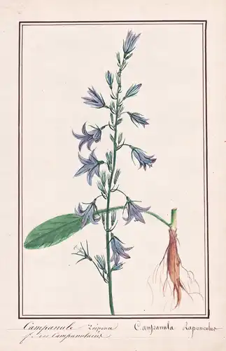 Campanule Raiponce / Campanula Rapunculus - Rapunzel-Glockenblume rampion bellflower rapunzel / Botanik botany