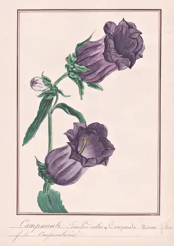 Campanule a grosses fleurs doubles / Campanula Medium - Marien-Glockenblume bellflower / Botanik botany / Blum