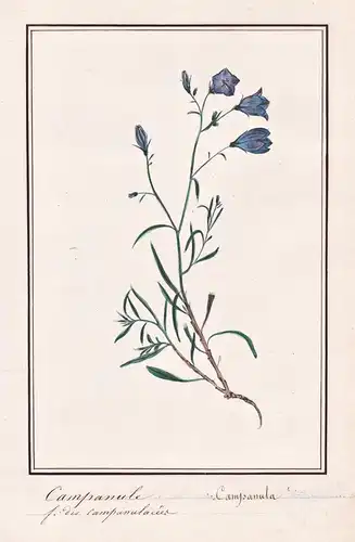 Campanule / Campanula - Glockenblume bellflower / Botanik botany / Blume flower / Pflanze plant