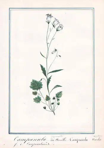 Campanule des Murailles / Campanula muralis - Glockenblume bellflower / Botanik botany / Blume flower / Pflanz
