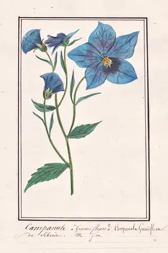 Campanule a grandes fleurs / Campanula Grandiflora - Glockenblume bellflower / Botanik botany / Blume flower /