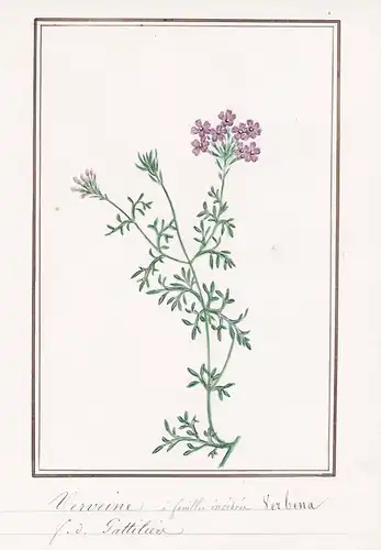 Verveine = Verbena - Verbene Eisenkraut vervain verveine / Botanik botany / Blume flower / Pflanze plant