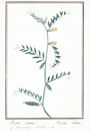 Vesce Jaune = Vicia Lutea - Gelbe Wicke smooth yellow vetch / Botanik botany / Blume flower / Pflanze plant