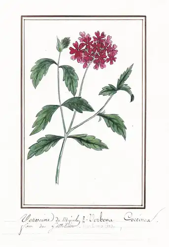 Verveine de Miquelon = Verbena coccinea - Verbene Eisenkraut vervain verveine / Botanik botany / Blume flower