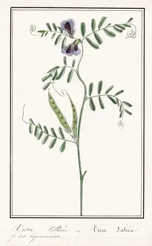 Vesce cultivee = Vicia sativa - Futterwicke garden vetch / Botanik botany / Blume flower / Pflanze plant