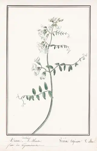 Vesce = Vicia Sepium - Zaun-Wicke bush vetch / Botanik botany / Blume flower / Pflanze plant