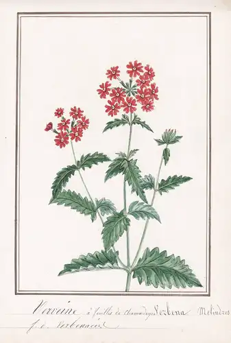 Verveine a feuilles de chamaedrys = Verbena melindres - Verbene Eisenkraut vervain verveine / Botanik botany /