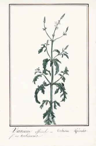 Verveine officinale = Verbena officinalis - Eisenkraut Verbene common vervain / Botanik botany / Blume flower