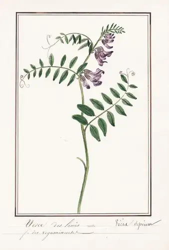Vesce des haies = Vicia Sepium - Zaun-Wicke bush vetch / Botanik botany / Blume flower / Pflanze plant