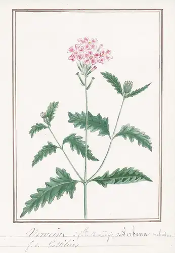 Verveine = Verbena - Verbene Eisenkraut vervain verveine / Botanik botany / Blume flower / Pflanze plant