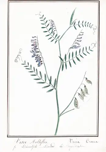 Vesce Multiflore = Vicia cracca - Vogel-Wicke tufted vetch / Botanik botany / Blume flower / Pflanze plant