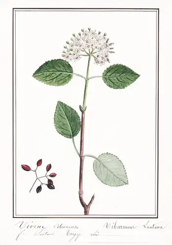 Viorne Cotonense / Viburnum Lantana - Wollige Schneeball wayfaring tree / Botanik botany / Blume flower / Pfla