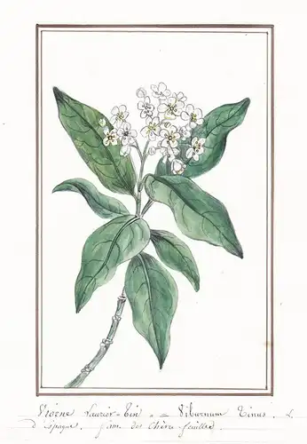 Viorne Laurier-tin = Viburnum tinus - Lorbeerblättrige Schneeball laurustinus / Botanik botany / Blume flower