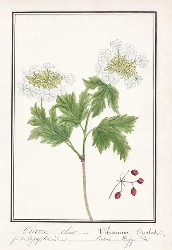 Viorne obier / Viburnum Opulus - Gewöhnlicher Schneeball guelder-rose / Botanik botany / Blume flower / Pflanz