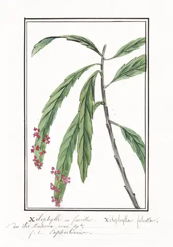 Xilophylle en faucille / Xilophylla falcata - Botanik botany / Blume flower / Pflanze plant